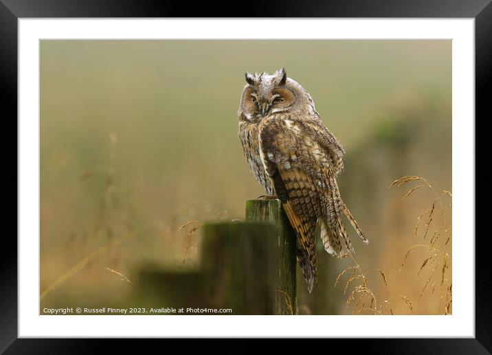 Long Eared Owl resting in the morning mist Framed Mounted Print by Russell Finney