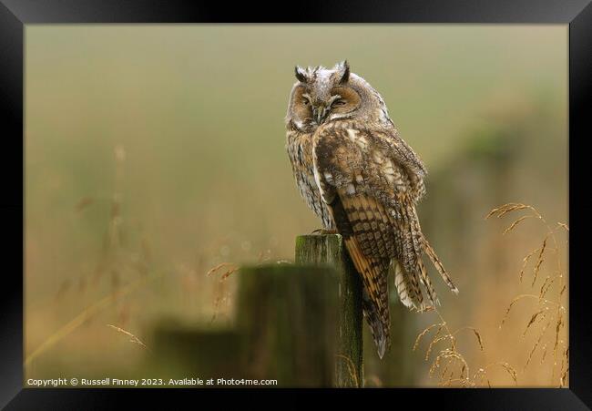 Long Eared Owl resting in the morning mist Framed Print by Russell Finney