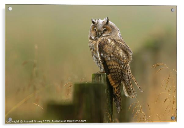 Long Eared Owl resting in the morning mist Acrylic by Russell Finney