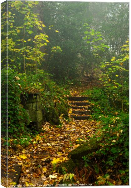 Steps through the Trees Canvas Print by Darrell Evans