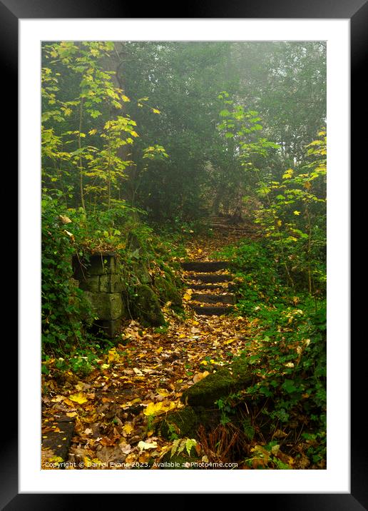 Steps through the Trees Framed Mounted Print by Darrell Evans