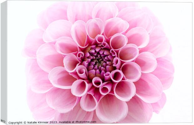 Pale Pink dahlia Flower Close Up against White Background Canvas Print by Natalie Kinnear