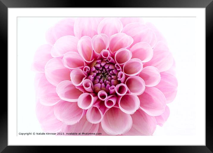 Pale Pink dahlia Flower Close Up against White Background Framed Mounted Print by Natalie Kinnear