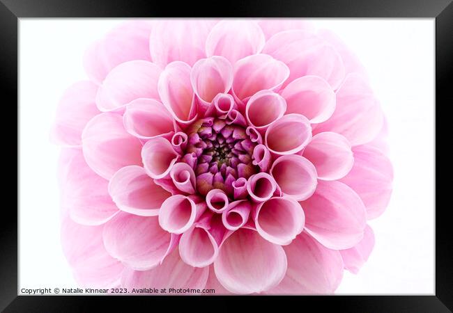 Pale Pink dahlia Flower Close Up against White Background Framed Print by Natalie Kinnear
