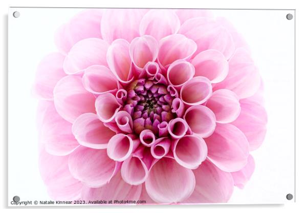 Pale Pink dahlia Flower Close Up against White Background Acrylic by Natalie Kinnear