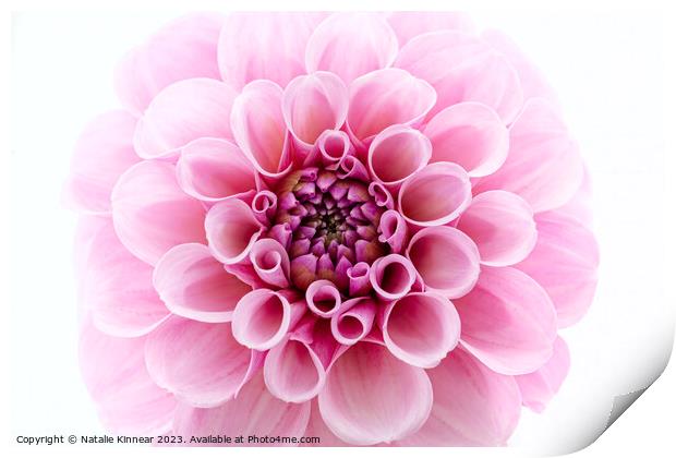 Pale Pink dahlia Flower Close Up against White Background Print by Natalie Kinnear