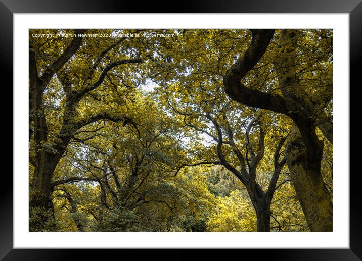 Into the woods Framed Mounted Print by Martin Newman