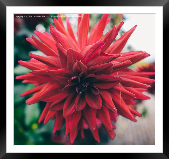 Red Petals Framed Mounted Print by Martin Newman