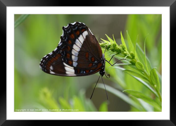 Resilience Framed in Wings Framed Mounted Print by Ken Oliver