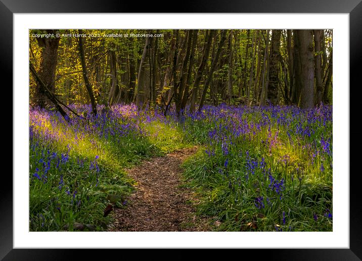A Symphony of Bluebells at Everdon Stubbs Framed Mounted Print by Avril Harris