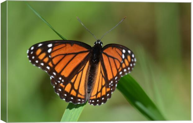 Intricate Pose: Butterfly in the Grass Canvas Print by Ken Oliver