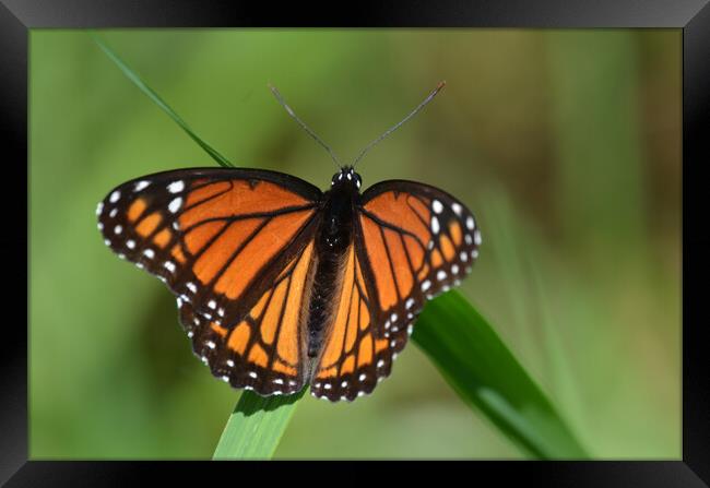 Intricate Pose: Butterfly in the Grass Framed Print by Ken Oliver