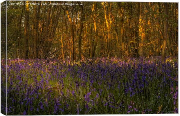 Amidst the Bluebells at Everdon Stubbs Canvas Print by Avril Harris