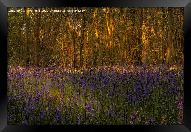 Amidst the Bluebells at Everdon Stubbs Framed Print by Avril Harris