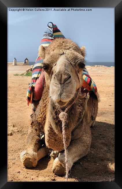 MOROCCAN CAMEL Framed Print by Helen Cullens