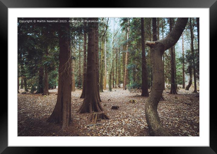 Forest Walks Framed Mounted Print by Martin Newman