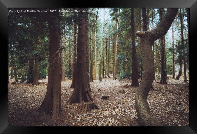 Forest Walks Framed Print by Martin Newman