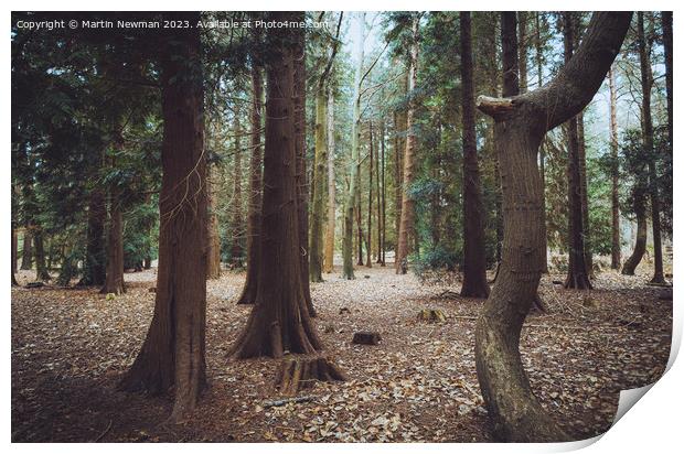 Forest Walks Print by Martin Newman