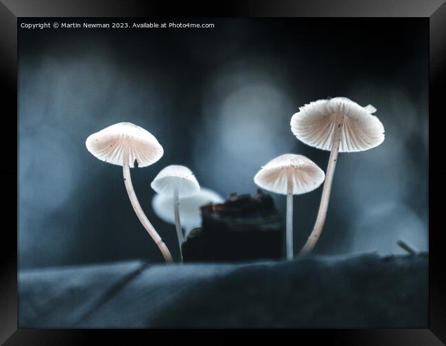 Fungi Details Framed Print by Martin Newman
