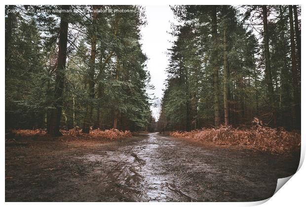 Rendelsham Forest Print by Martin Newman