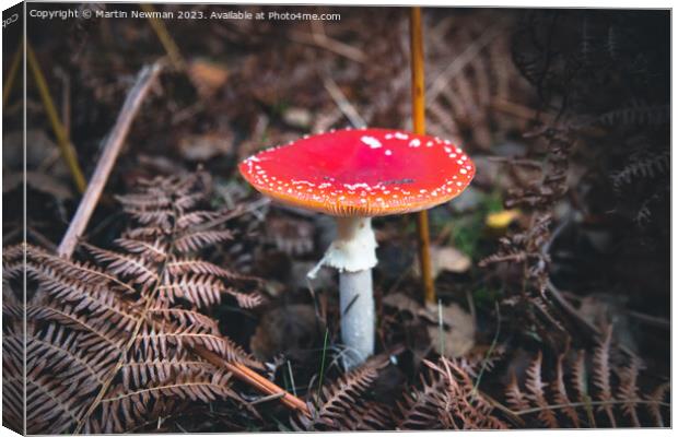 Fly Agaric Canvas Print by Martin Newman