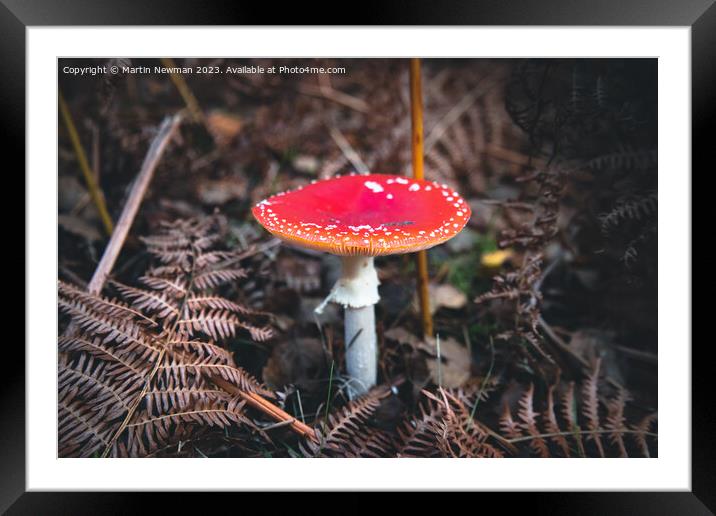 Fly Agaric Framed Mounted Print by Martin Newman