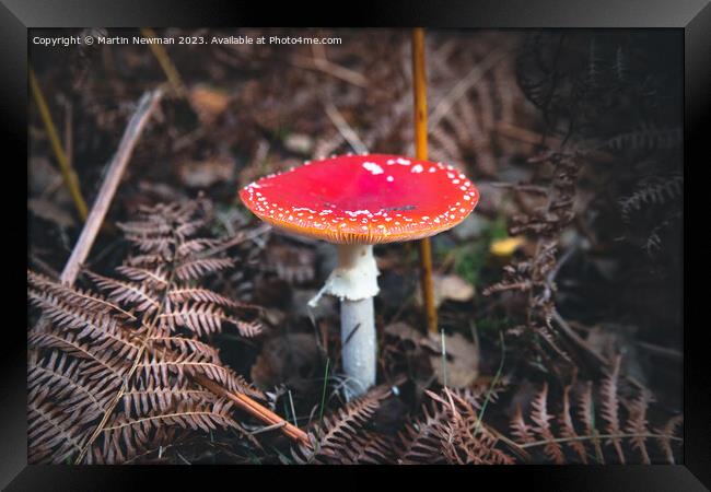 Fly Agaric Framed Print by Martin Newman