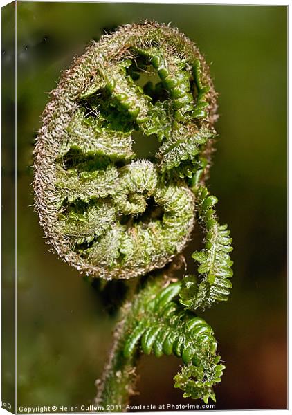 COILED FERN Canvas Print by Helen Cullens