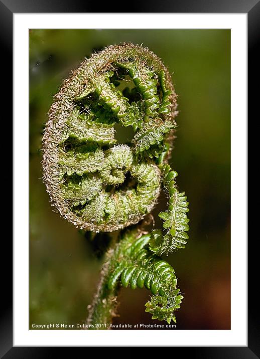 COILED FERN Framed Mounted Print by Helen Cullens