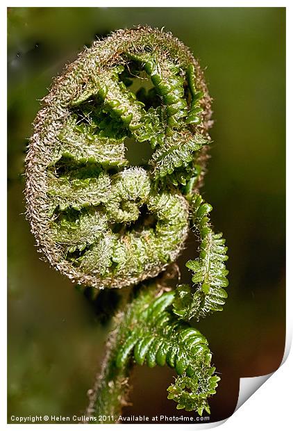 COILED FERN Print by Helen Cullens