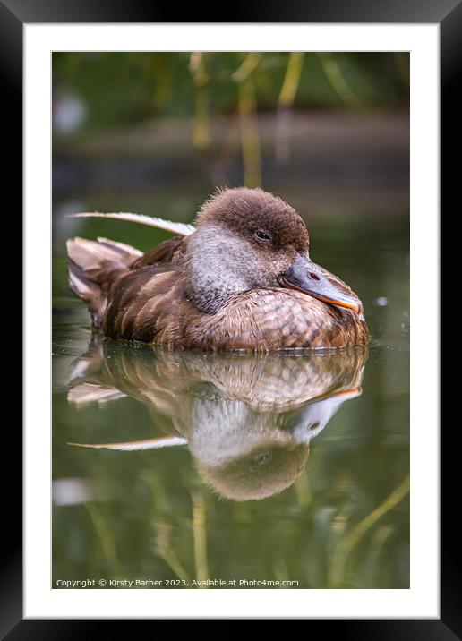Duck swimming on a pond Framed Mounted Print by Kirsty Barber