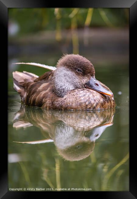 Duck swimming on a pond Framed Print by Kirsty Barber