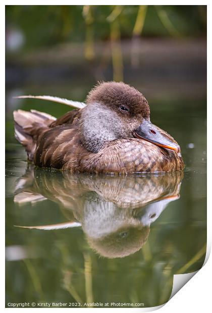 Duck swimming on a pond Print by Kirsty Barber