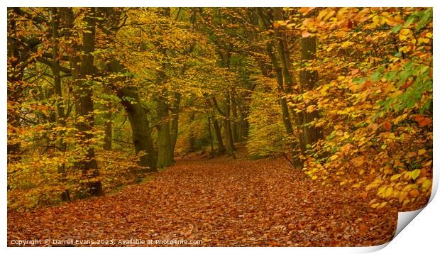 Autumn Path Print by Darrell Evans