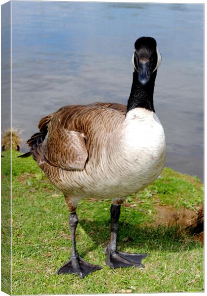 Refined Wilderness: Canadian Goose Portrait Canvas Print by Andy Evans Photos