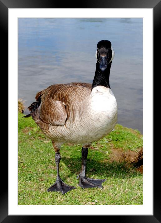 Refined Wilderness: Canadian Goose Portrait Framed Mounted Print by Andy Evans Photos