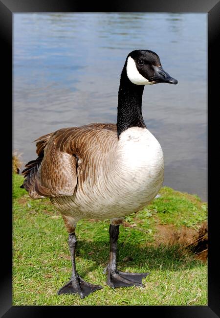Captivating Canadian Geese Portrait Framed Print by Andy Evans Photos