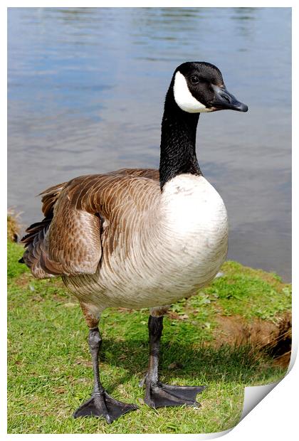 Captivating Canadian Geese Portrait Print by Andy Evans Photos