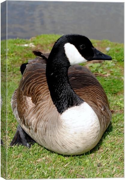 Captivating Canadian Geese Portrait Canvas Print by Andy Evans Photos
