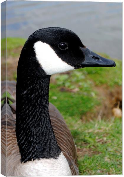 Captivating Canadian Geese Portrait Canvas Print by Andy Evans Photos