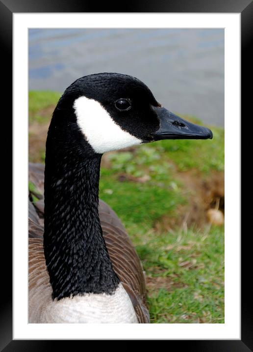 Captivating Canadian Geese Portrait Framed Mounted Print by Andy Evans Photos