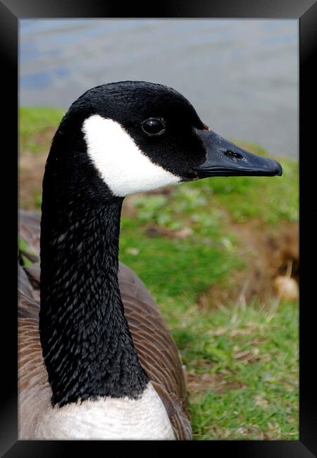 Captivating Canadian Geese Portrait Framed Print by Andy Evans Photos