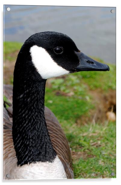 Captivating Canadian Geese Portrait Acrylic by Andy Evans Photos