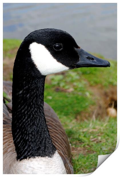 Captivating Canadian Geese Portrait Print by Andy Evans Photos