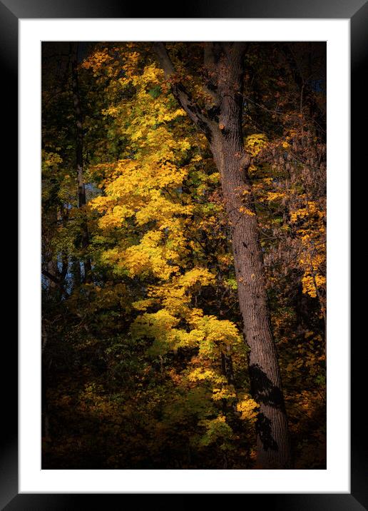 Sunset Tree In Autumn Forest Framed Mounted Print by Artur Bogacki