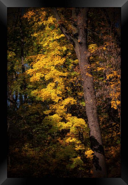Sunset Tree In Autumn Forest Framed Print by Artur Bogacki