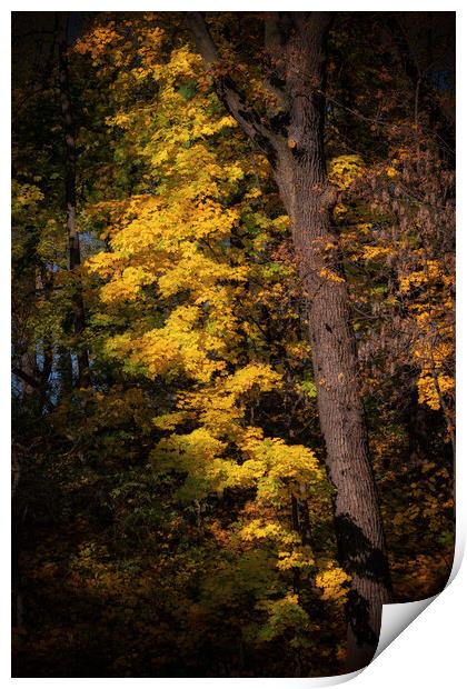 Sunset Tree In Autumn Forest Print by Artur Bogacki