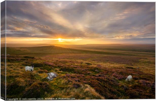 Tan Hill Grazing Canvas Print by nick coombs