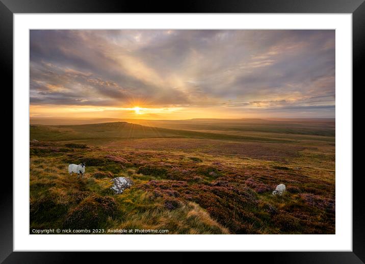 Tan Hill Grazing Framed Mounted Print by nick coombs