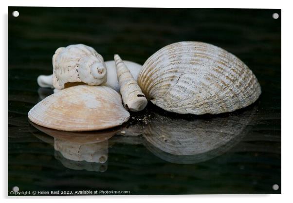 Seashells Acrylic by Helen Reid